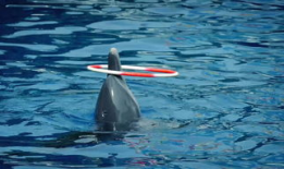 海豚表演视频,揭秘海豚表演的奇妙瞬间